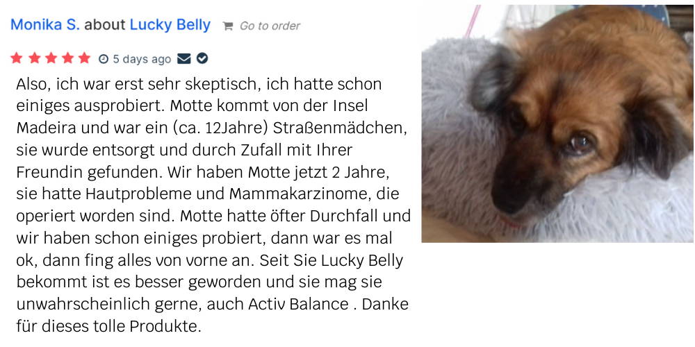 Einen gesunden Darm bei Hunden aufbauen Wie geht das? mammaly